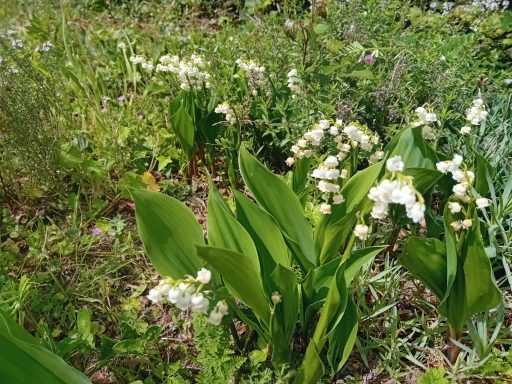 Muguet de mai
