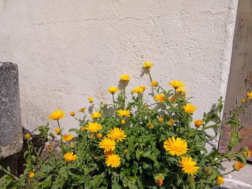 Calendula souci