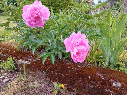 Pivoines en avril