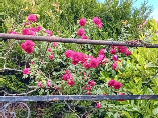 Rosier