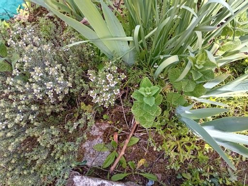 Menthe poivrée et iris