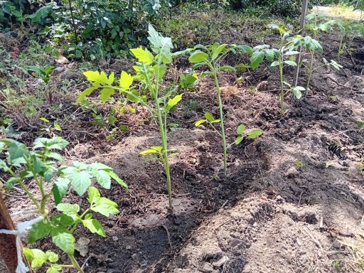 Tomates