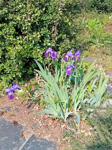 Iris
